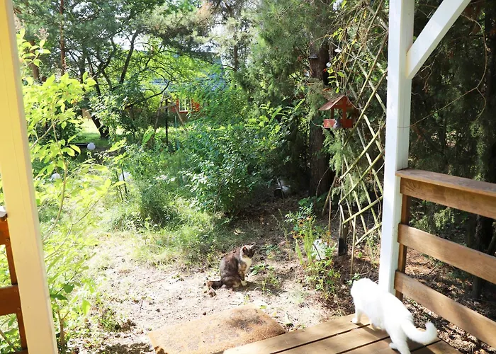 Wrozki - Czary Mary U Tamary - Kocia Oaza W Puszczy Bialej Holiday home Dybki